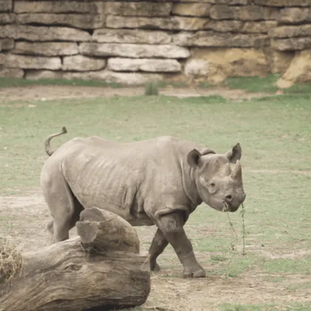 Rhinocéros dans le Bioparc de Doué