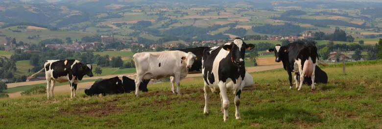 Paysage avec des vaches dans un pré.