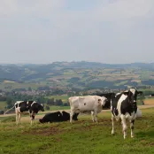 Paysage avec des vaches dans un pré.