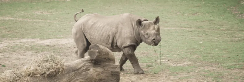 Rhinocéros dans le Bioparc de Doué