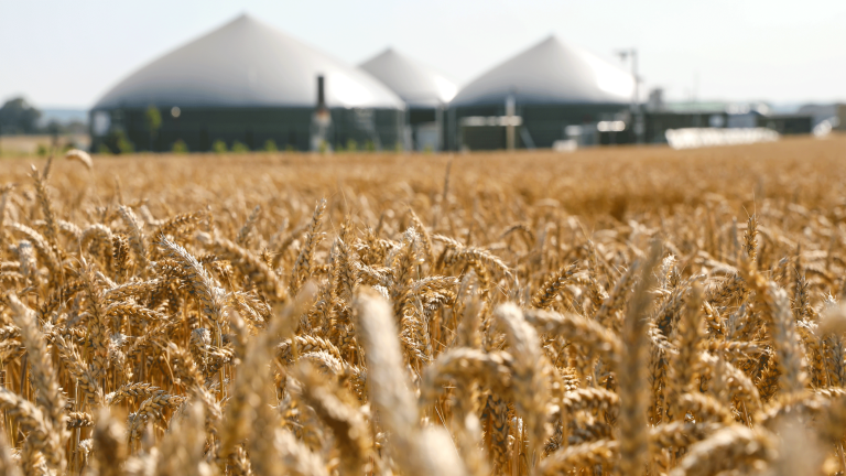 Méthaniseur derrière un champs de blé.