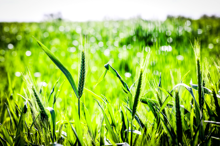 Floraison des blés.