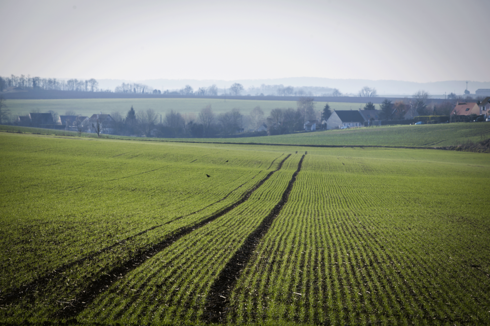 Champs près de Meaux.